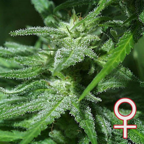 KC Brains - Brains Damage