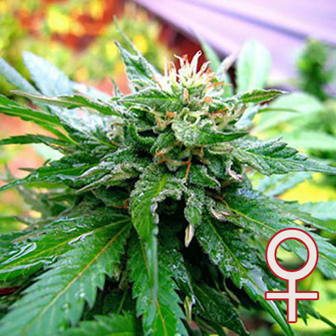 KC Brains - California Special