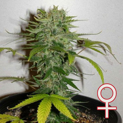 KC Brains - Cristal Limit