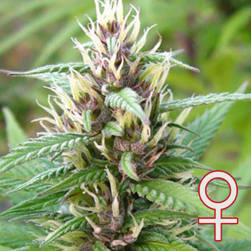 KC Brains - Mind Binder