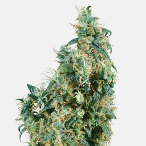 Sensi Seeds - First Lady