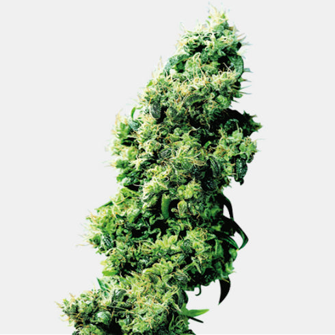 Sensi Seeds - Four Way