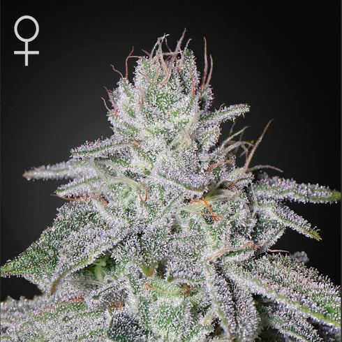 Greenhouse Seed Co. - Franco's Lemon Cheese