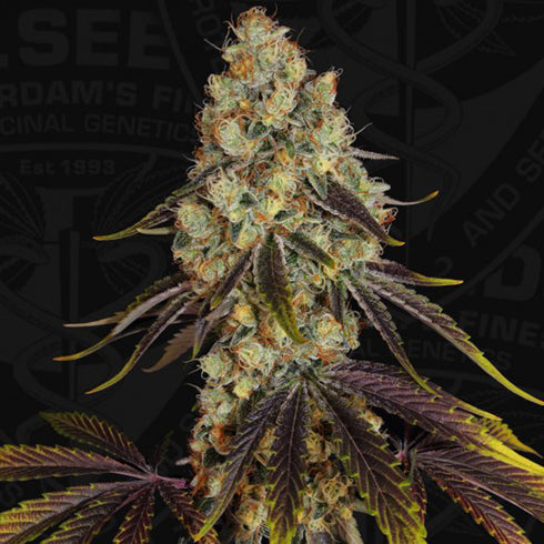 T.H. Seeds - French Cookies