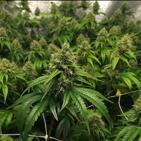 Pheno Finder Seeds - Fromage Blue