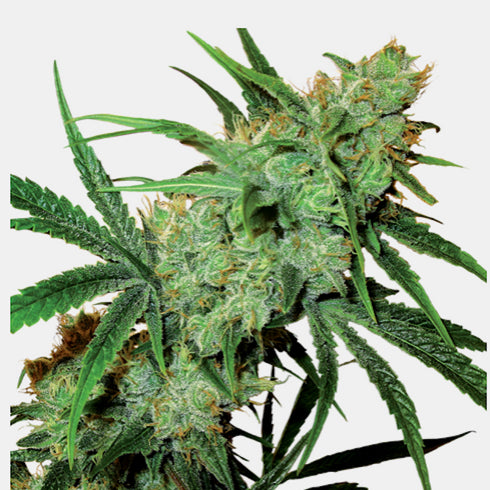 Sensi Seeds - Fruity Juice