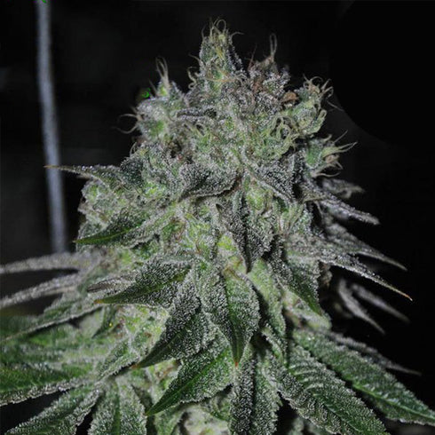 Anesia Seeds - Fast Caramelic