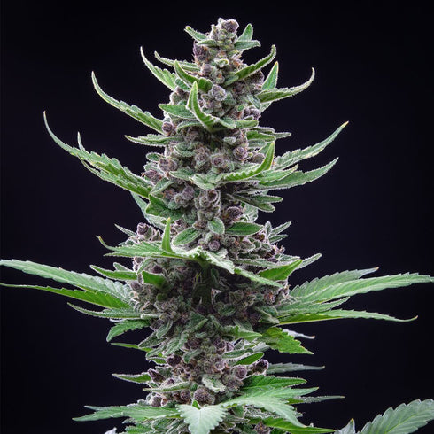 FastBuds Seeds - Tropicanna Cookies Auto