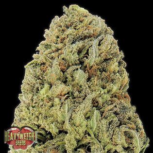 Heavyweight Seeds - Fast and Vast Auto