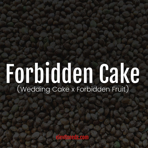 Elev8 Seeds - Forbidden Cake