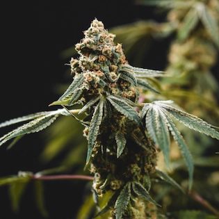 Elev8 Seeds - Fruity Punch