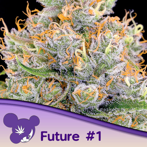 Anesia Seeds - Future #1