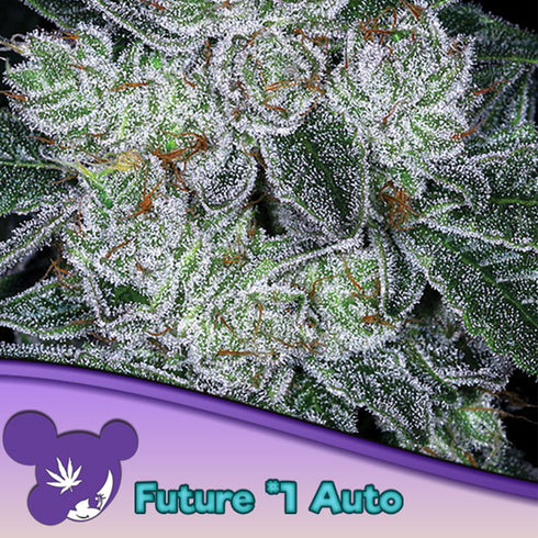 Anesia Seeds - Future #1 Auto