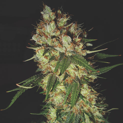 Emerald Triangle - G13 x Blueberry Headband