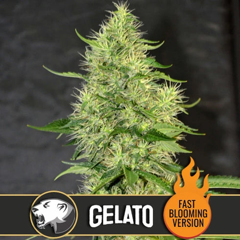 BlimBurn Seeds - Gelato Fast