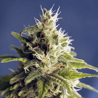 House of the Great Gardener - GG #1