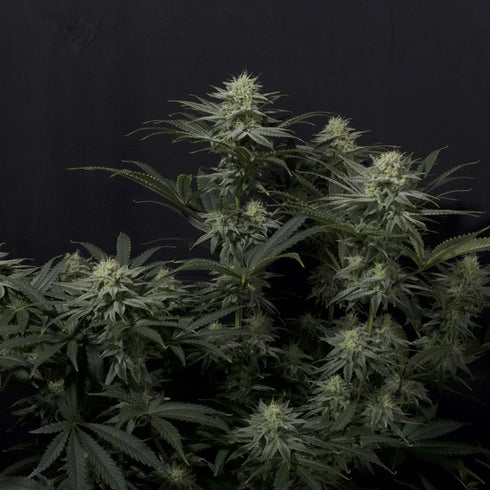 FastBuds Seeds - GG4 Sherbet FF (Fast Flowering)