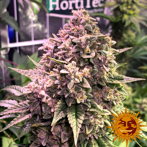 Barney's Farm Seeds - Gorilla Zkittlez Auto