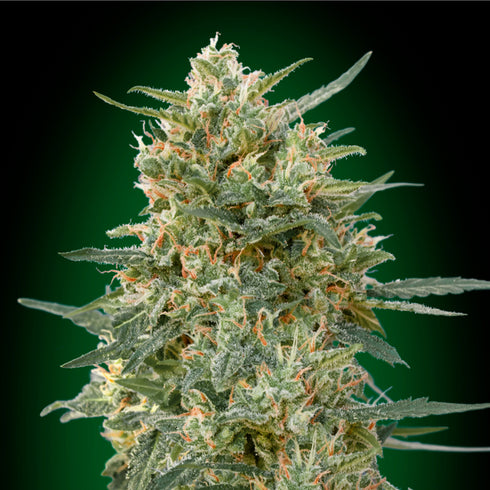 00 Seeds - Gorilla Fast