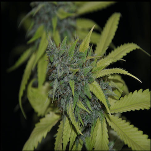 Pheno Finder Seeds - Grandaddy Confidential