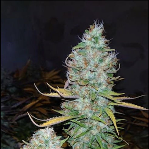 Pheno Finder Seeds - Grapefruit Diesel