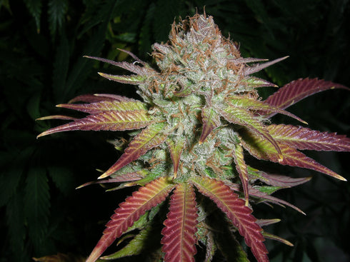 Next Generation - Grapefruit Diesel