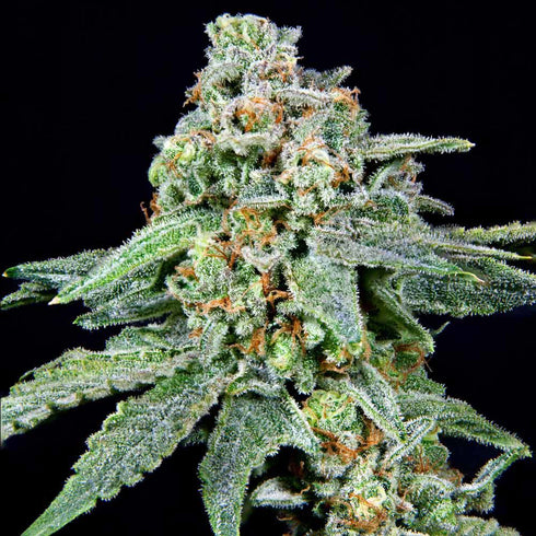 Grateful Seeds - After Z