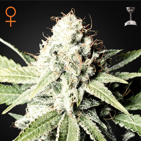 Greenhouse Seed Co. - Great White Shark