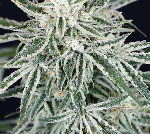 Exotic Seeds - Green Gummy Auto