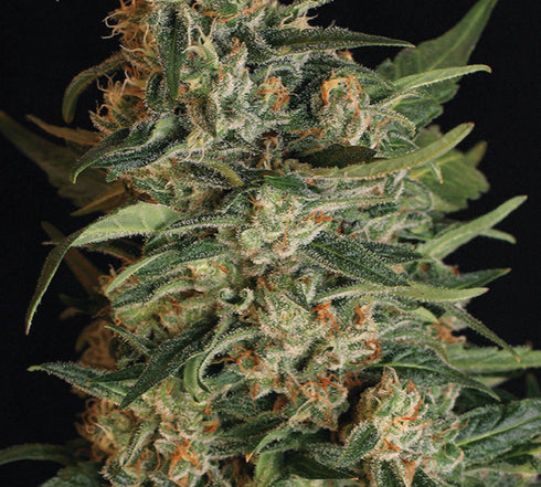 Exotic Seeds - Green Gummy