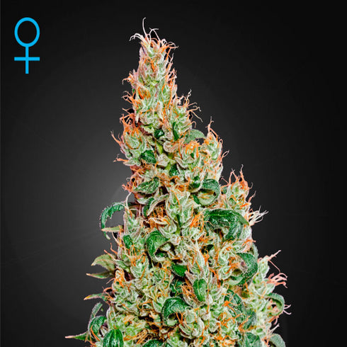 Greenhouse Seed Co. - Green-O-Matic Auto