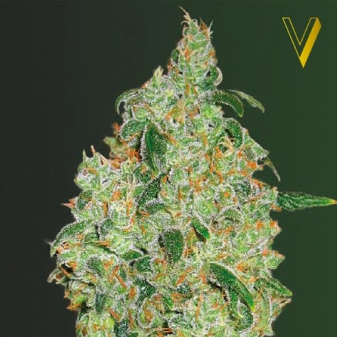 Victory Seeds - Green Wild Shark