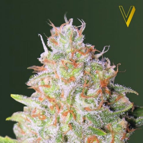 Victory Seeds - Green Wild Shark Auto