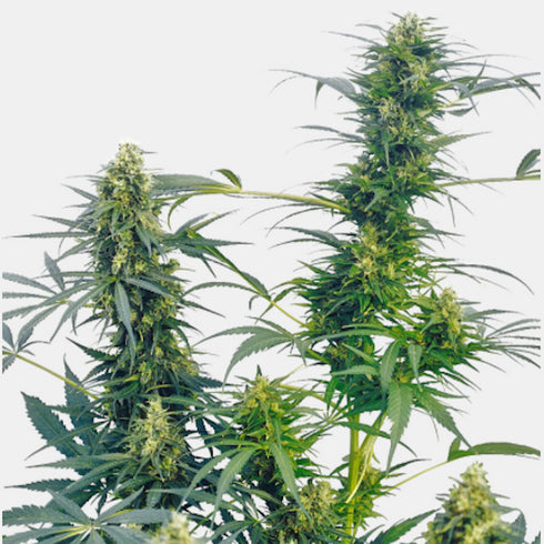 Sensi Seeds - Guerrilla's Gusto