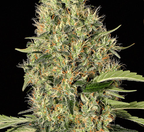 Exotic Seeds - Gypsy Widow