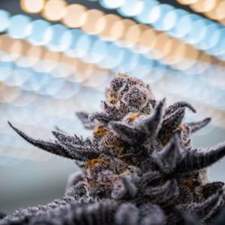 Elev8 Seeds - Gelato