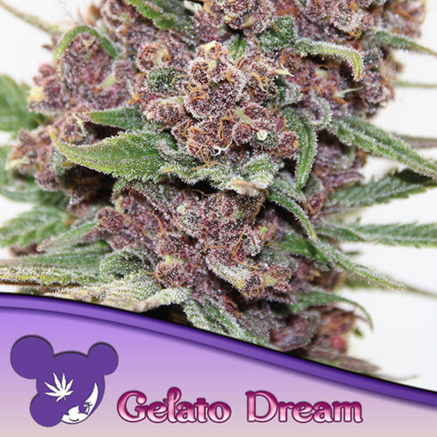 Anesia Seeds - Gelato Dream