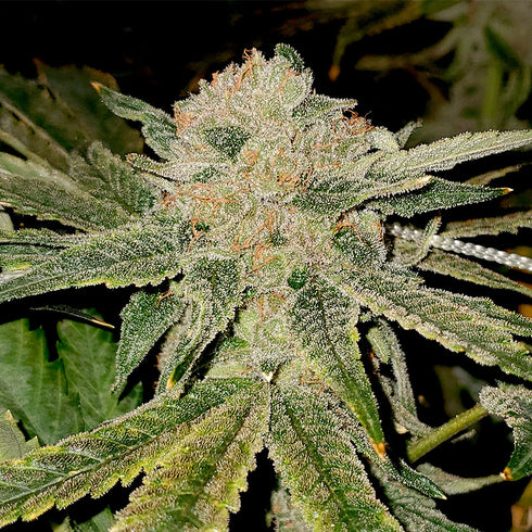 Elev8 Seeds - Gelato Kiss