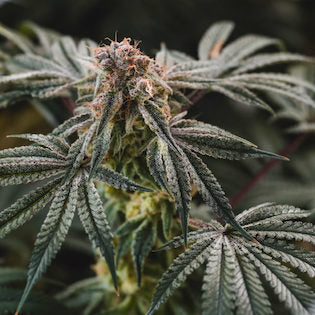 Elev8 Seeds - Gelato Punch