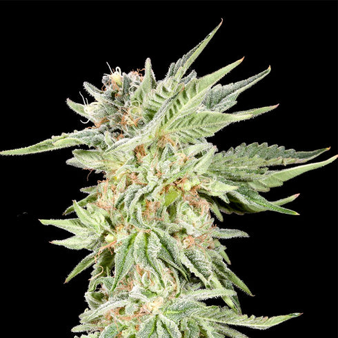 Elev8 Seeds - Gelato Sundae