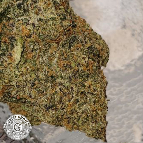 Geist Grow Seeds - 31 Ghosts