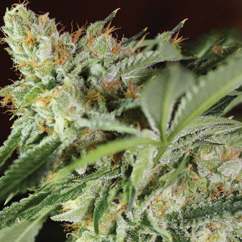 Anesia Seeds - Ghost Train Haze #1