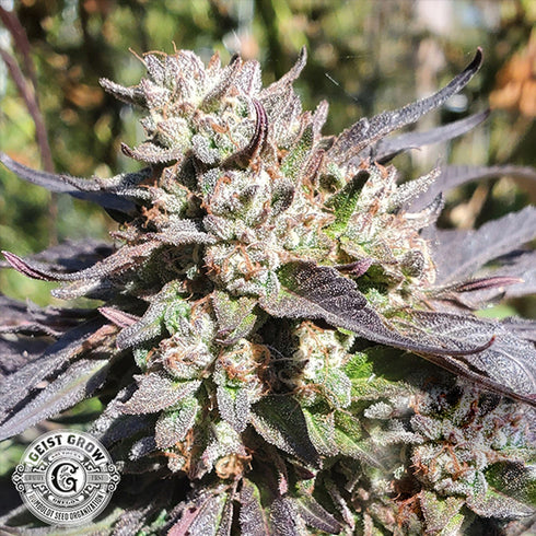 Geist Grow Seeds - Ghost Candy