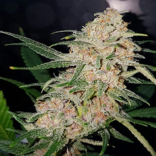 Lineage Genetics - Girl Scout Cookies
