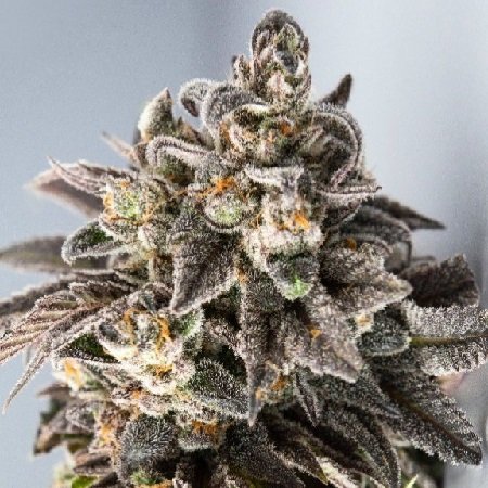 Professor Trichome Seeds - Auto Girl Scout Cookies