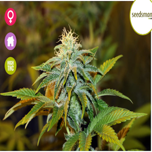 Seedsman - Girl Scout Crack