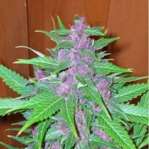 Phoenix Seeds - Good Shit Auto