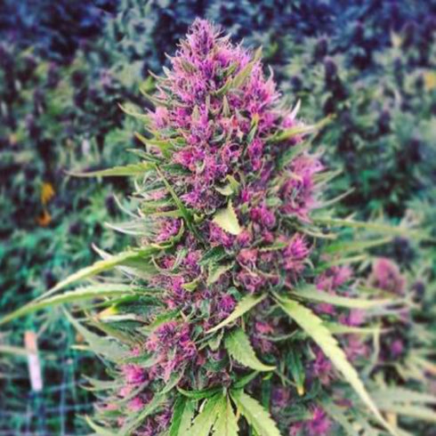 Phoenix Seeds - Good Shit