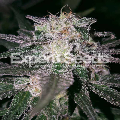 Expert Seeds - Gorilla Cookies (GG#4 x Cookies)