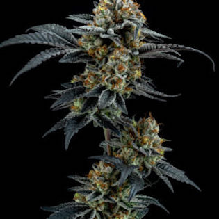 Cali Connection - Purple Crack